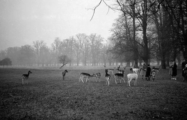 People feeding the deer in Bushy Park, Middlesex, England. 1950s