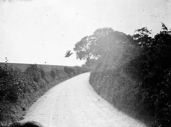 A pheasant flys across a country lane in Gravesend, Kent. 1938