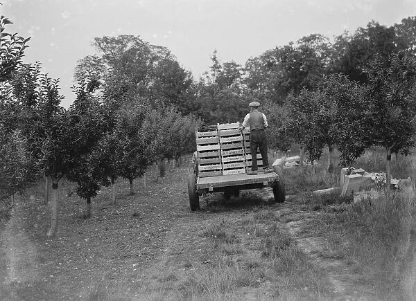 Picked apples loaded into boxes in the apple orchard. 1935
