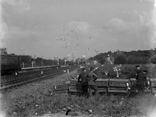 Pigeons are released at the start of their race home. 1935