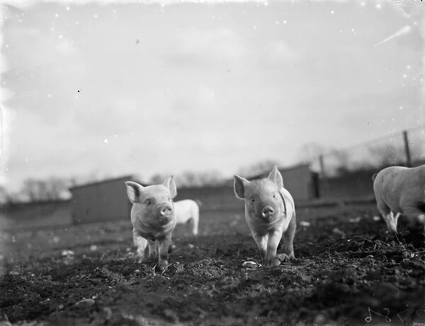 Piglets enjoying the sunshine on Tripes Pig Farm, Orpington, Kent. 1936