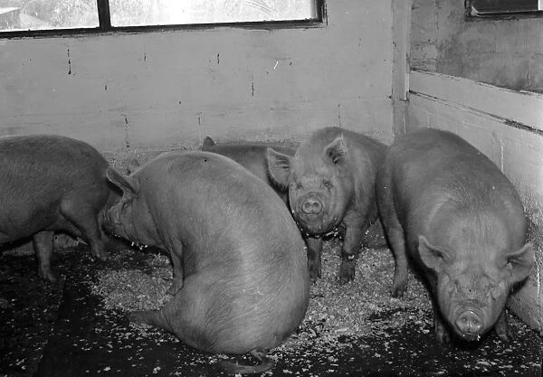 Pigs in the barn at Hales Pig Farm in Footscray, Kent. 21 June 1937