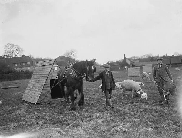 Pigs at Homewoods Farm in Seal, Kent. A farmer uses a workhorse to drag a pigsty
