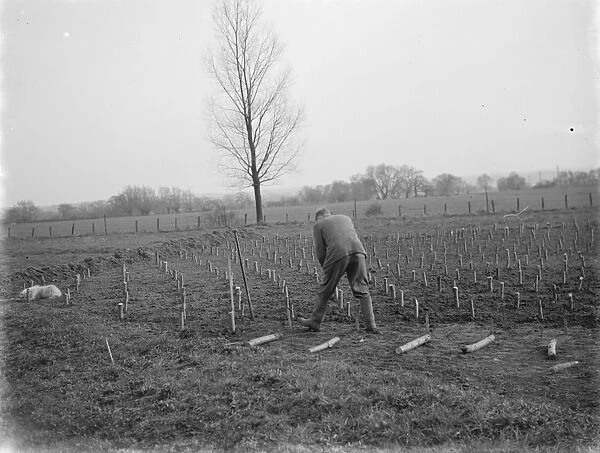 Planting stubs of cricket bat willows in Shoreham, Kent. 1937