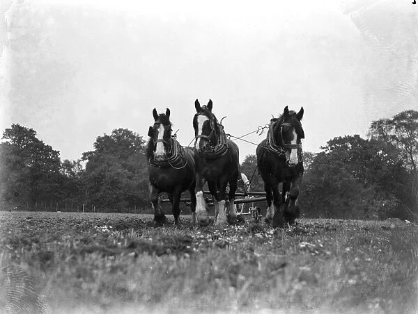 Ploughing with horses, furrowing. 1933