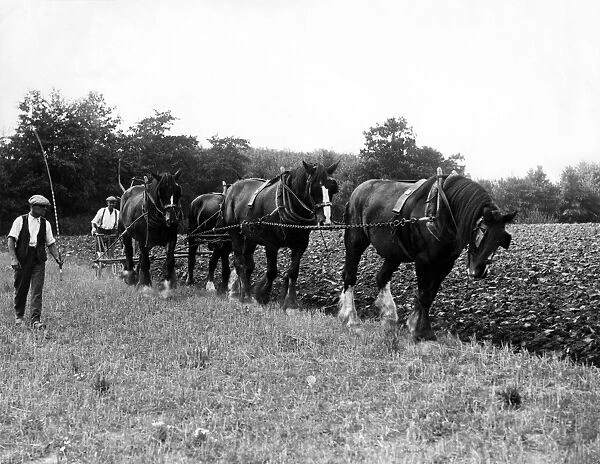 Ploughing in Paddock Wood, Kent in 1937