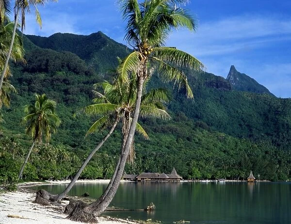 Polynesia Tahiti Moorea Island