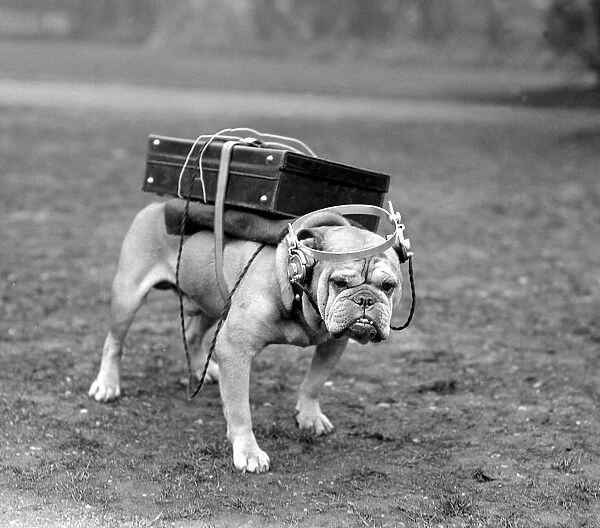 Portable wireless! Typical British bulldog is quite content with his Marconi receiving
