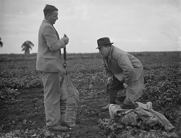 Potato demonstration, Cottons farm. Weighing the potatoes Mr J N Sharrock holding