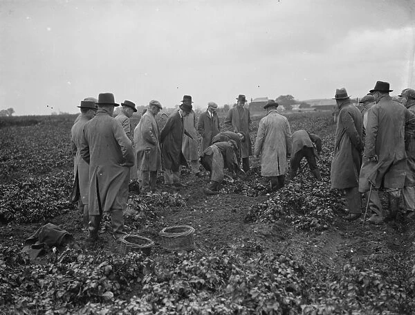 Potato demonstration Mr A G Batchelors, Cottons farm. 6 July 1936