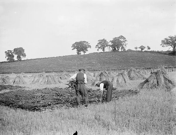 Preparing for thatching. 18 August 1937 Reed Thatching in Norfolk. Mr R. W