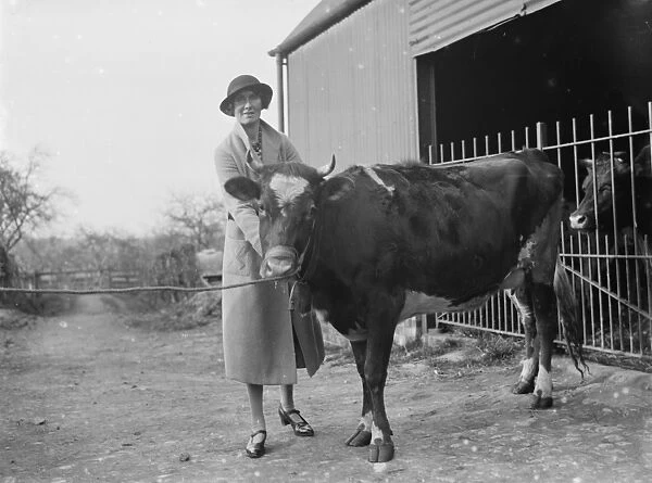 A pretty young heifer with a cowbell attached on a dairy farm in Cranbrook, Kent. 1935