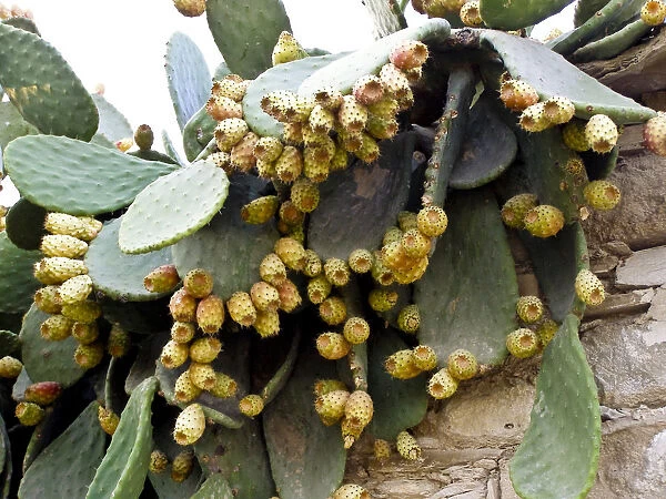 Prickly pear plant with profusion of fruit credit: Marie-Louise Avery  /  thePictureKitchen