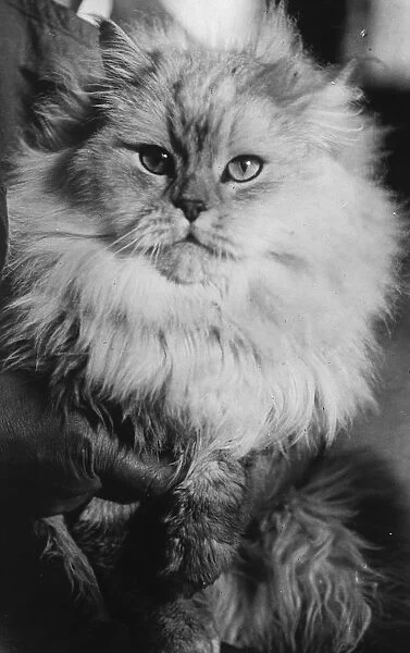 Prize cat, Cranreuch II, owned by Mrs Es Geberich, New Jersey. 1 January 1920