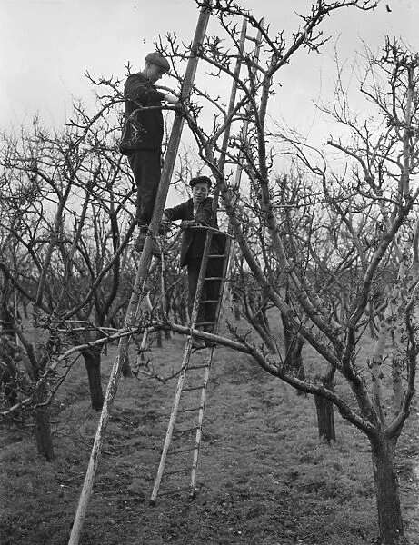 Pruning apple trees near Swanley, Kent. 9 December 1938