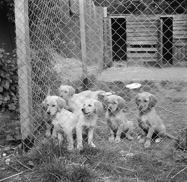 Puppies in their cage at the South Darenth Kennels in Kent. 1935