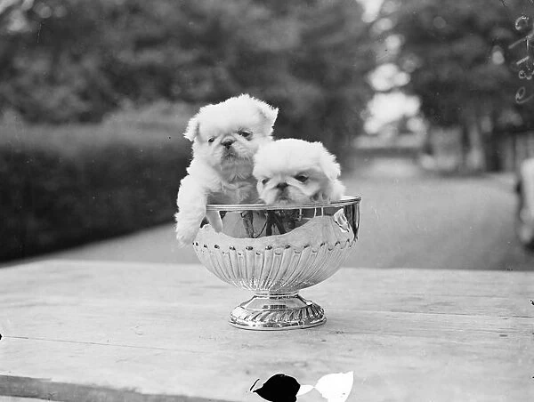 Pups in the cup. The Peking Palace Dog Associations Coronation years show