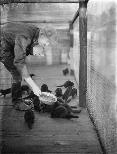 R H Brown feeding minks in the cage. 1937