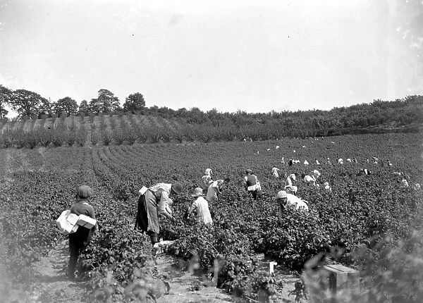 Raspberry picking at Swanley, Kent. 1934