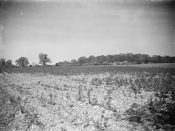 Raspberry plantation ruined by drought. 1938