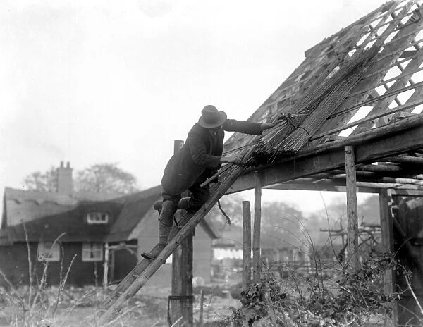 Reed Thatching in Norfolk. Mr R. W. Farman, of North Walsham, The last working