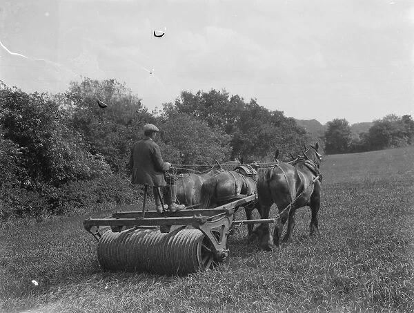 Rolling in oats, near Keston Church, Kent. 1937
