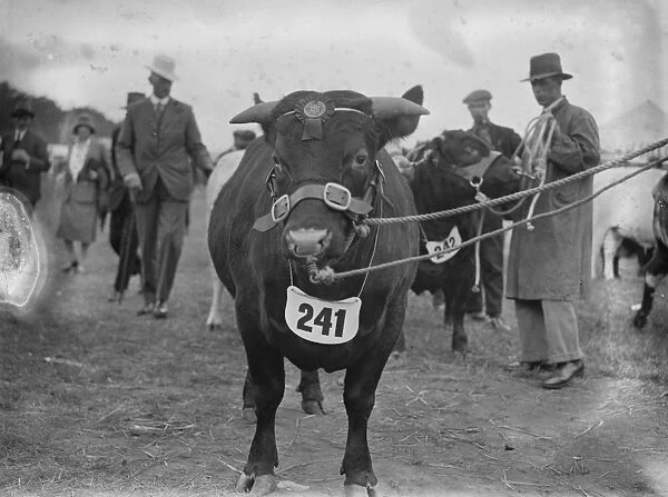 The Royal Counties Show at Salisbury. His Majesty the Kings 1st prize winning shorthorn bull