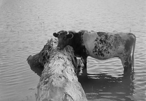A sad, solitary cow in the flooded fields in the Darenth Valley. 1936