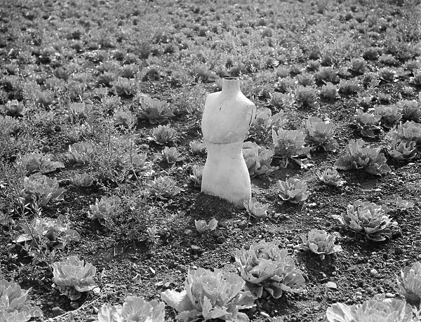 Scarecrow in a farmers field made from a dressmakers dummy in Swanley. 1938