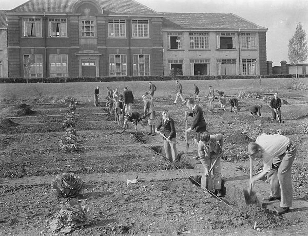 Schoolboys gardening at West Central School in Dartford, Kent. 1938