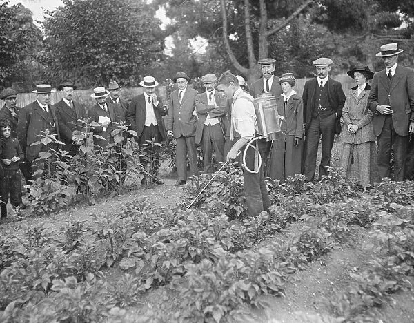 Schoolchildren helping to spray allotment holders potatoes at Ewell 22 June 1917