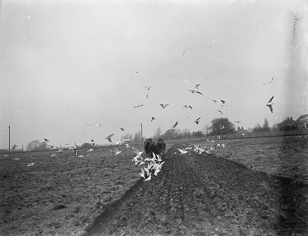 Seagulls swoop in to feast on the worms that have been surfaced by a farmer ploughing