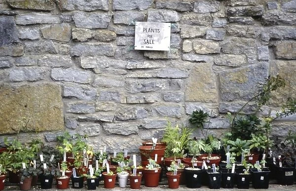 Selection of plants for sale in garden in front of old stone wall credit: Marie-Louise