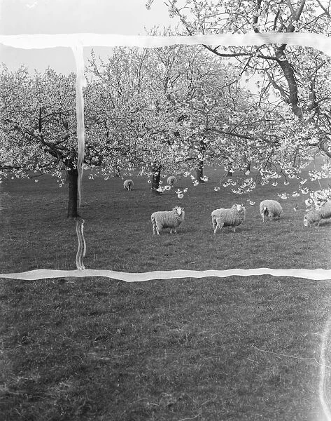 Sheep amongst a cherry orchard in Lenham, Kent. 1937