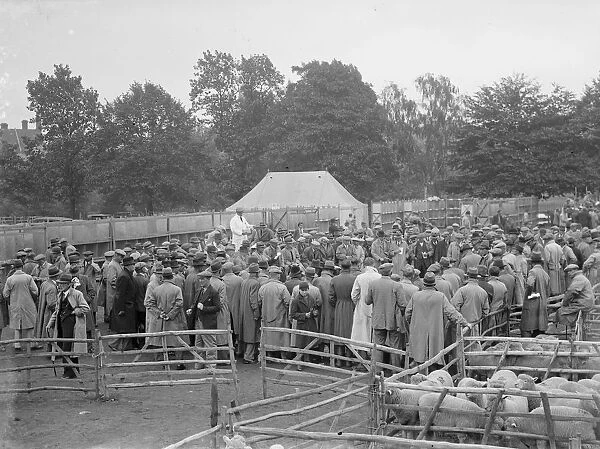 Sheep sale in Maidstone, Kent. 1936