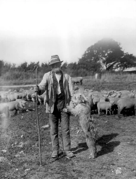 A shepherd with an old english sheep dog