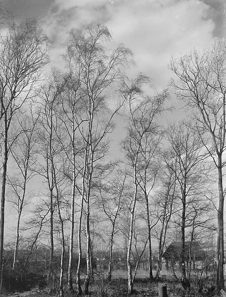 Silver birch trees in Sidcup, Kent. 1939