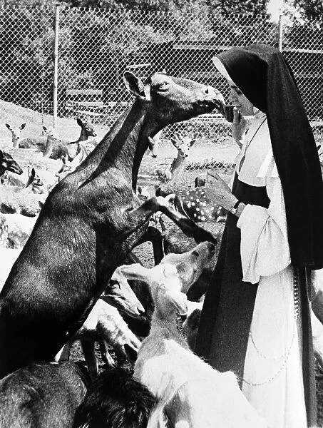 Sister Mary Anne appears just a triple nervous as one deer becomes excited about lunch