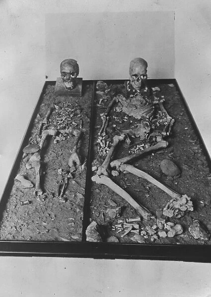 Skeletons exhibited in a Berlin museum, estimated by scientists to be at least 25000 years old