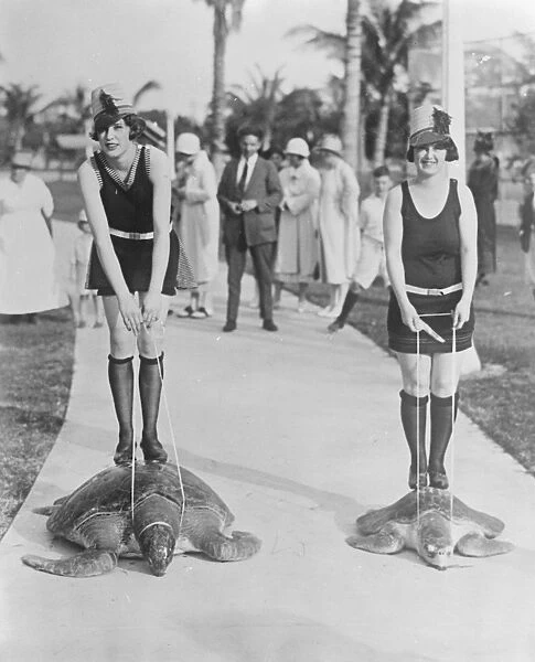 A slow race. A turtle race in progress at Miami Beach. 21 February 1925