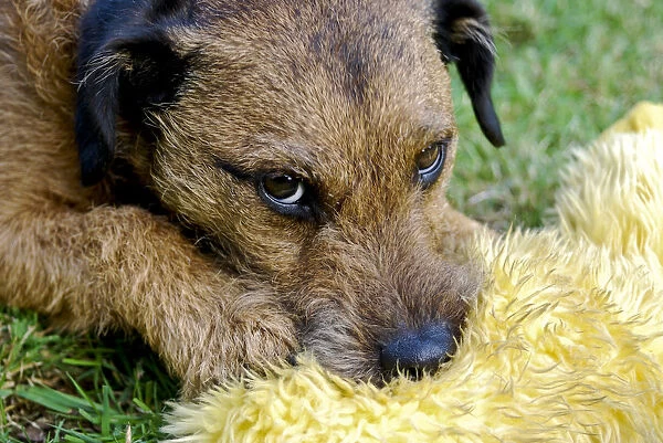 Small tan terrier dog {Lakeland / Border cross} with favourite soft toy on garden lawn