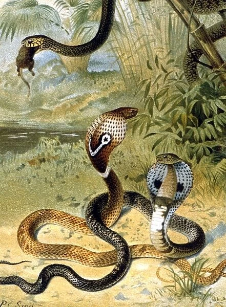 Snakes Cobras and a rat-snake. Chromolithograph by Smit, from the 1896 edition