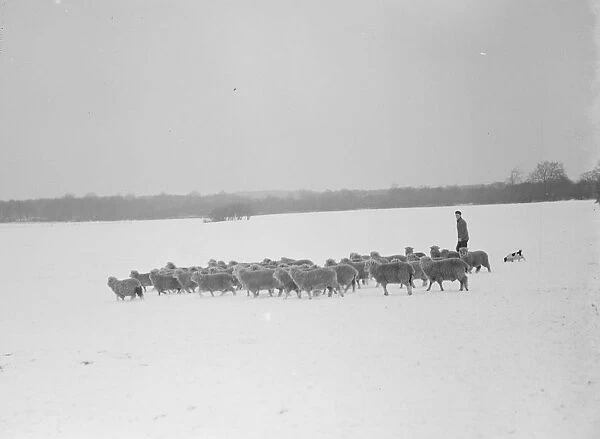 Snow scenes ( sheep ) Eynsford. 1938