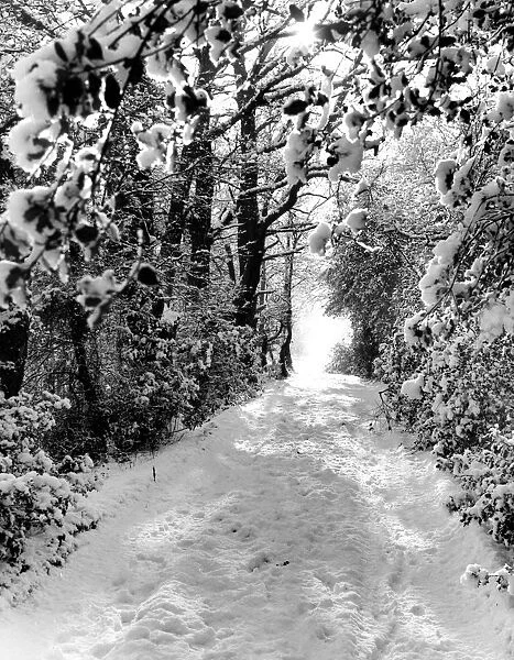 A snowy scene of a path through the woods, Kent, England 30 January 1958