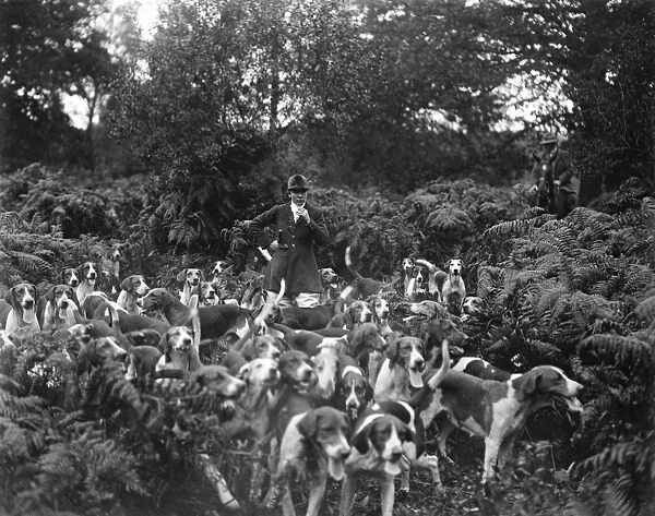 Society Hunt with a lady Master of Foxhounds. Miss Amy Fairhurst with the pack