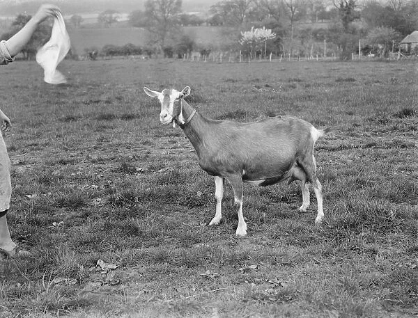 A solitary goat on a goat farm in Birling, Kent. 1939