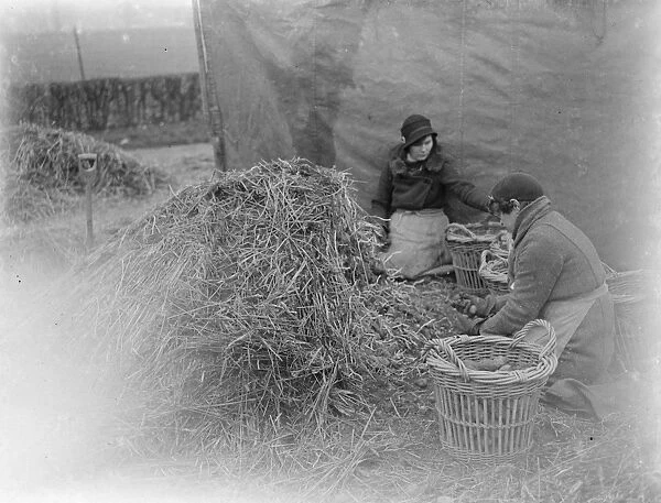Sorting potatoes. 1935