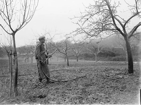 Spraying a fruit orchard. 1935