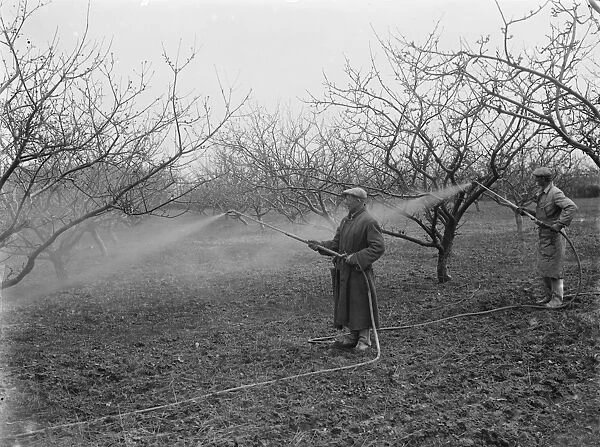 Spraying fruit orchard. 1935