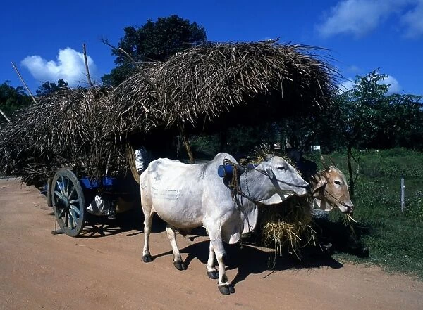 Sri Lanka Agriculture